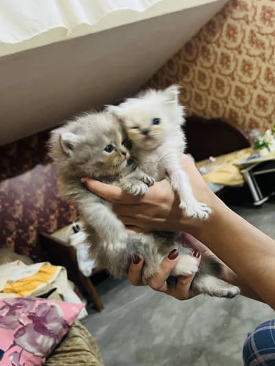 Persian Kittens (Pair)