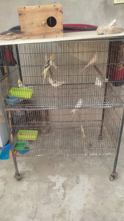 Cocktail male and female eno red eye female