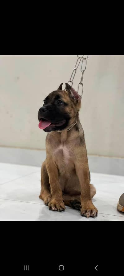 CANE CORSO PUPPY AVAILABLE FOR BOOKING