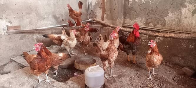 Golden Misri Hens/Desi Murgi