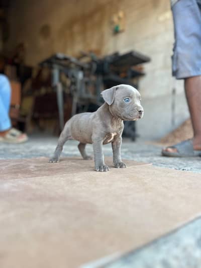American pitbull healthy and active 3 puppies available