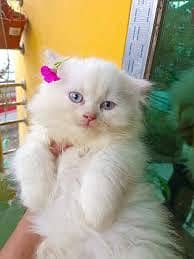Triple coat playing and fluffy kitten wtap 0/3/0/7/7/7/8/2/3/5/4