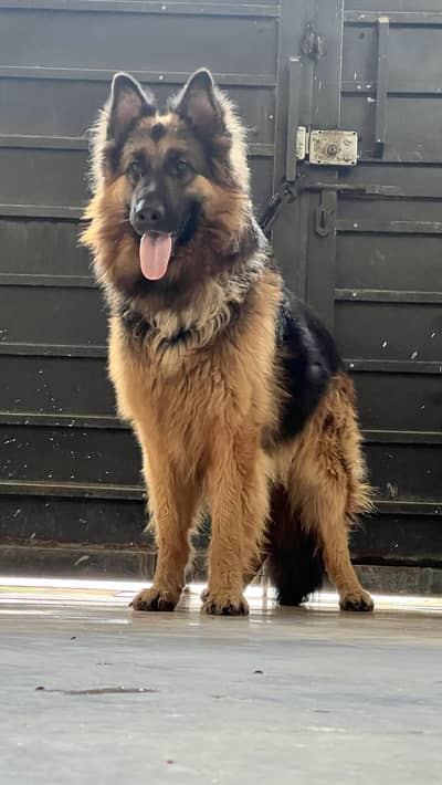 German shepherd pink pedigree urgent for sale