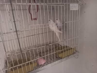 White albino budgie pair