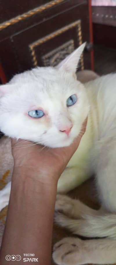 50 % Persian and 50% normal cat