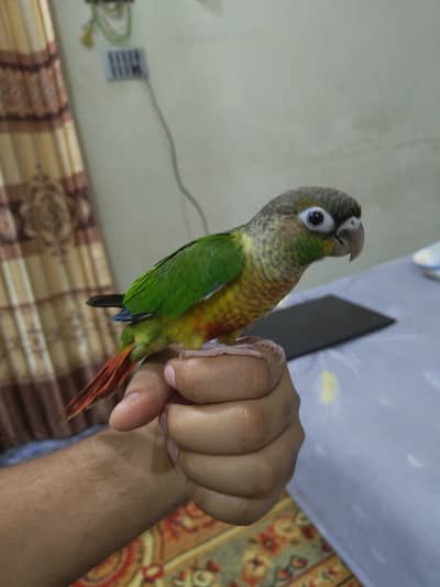 PineApple Conure 2.5 Months Chick