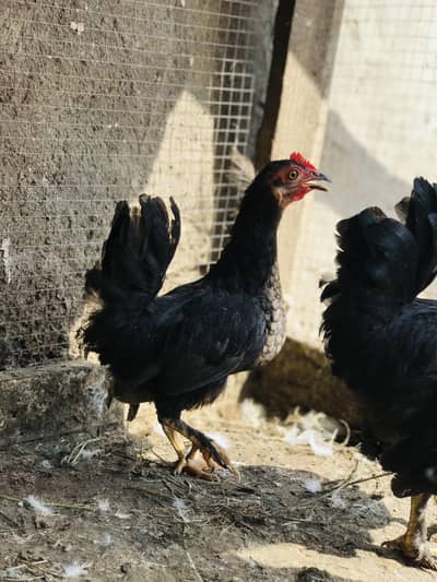 black fancy bantam 2 male 1 female available