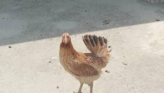 Tandrust aur Achi Quality Hens Available