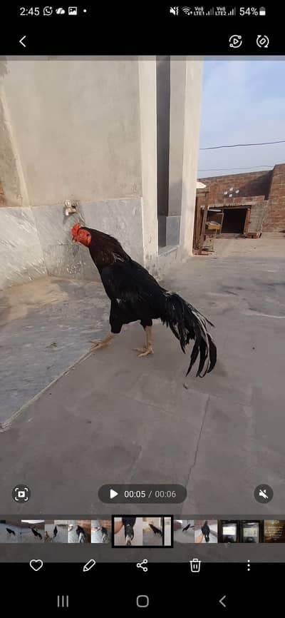 lassani murga high quilty full mast breeder murga 8k full final ha