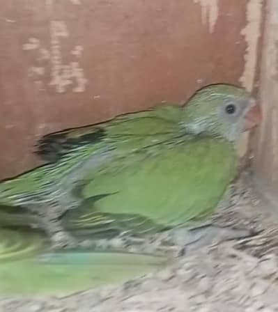 green ring neck chicks for sale