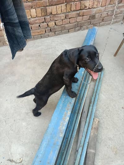 urgent for sale
