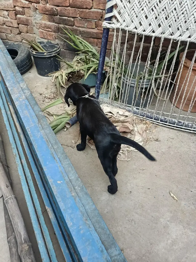 urgent for sale — photo 2