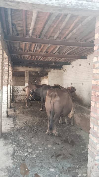 3 kanal dairy farm available for rent