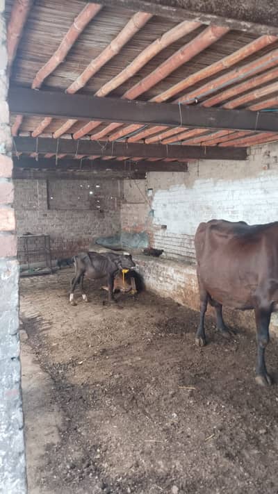 3 kanal dairy farm available for rent
