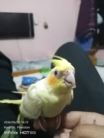 cocktail parrot