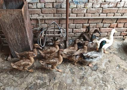Campbell ducks 12 pcs