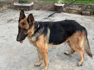 Very intelligent discipline German shepherd