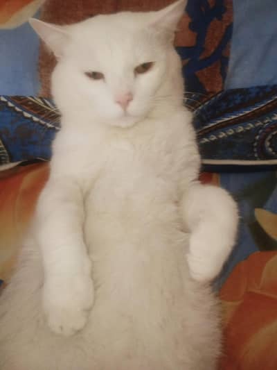 Persian cat male for sale  0320 8488484