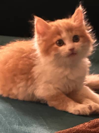 Male persian of 2 months