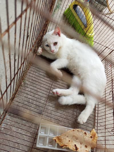 This is the male cat
