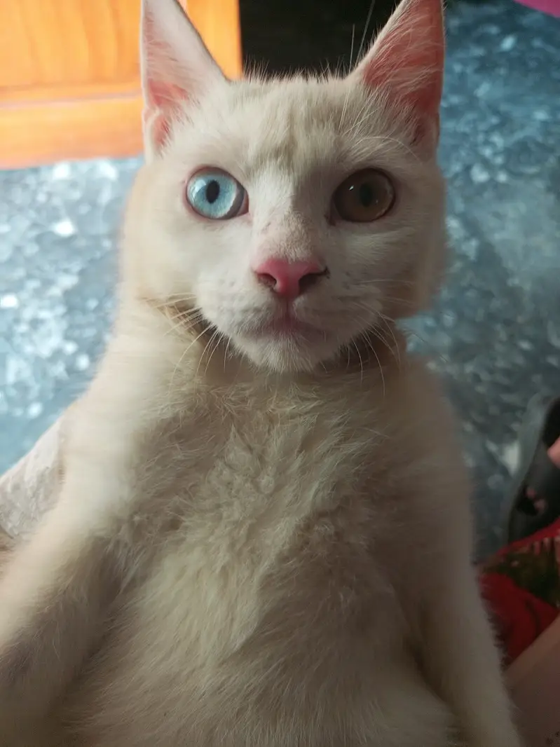 This is the male cat — photo 2