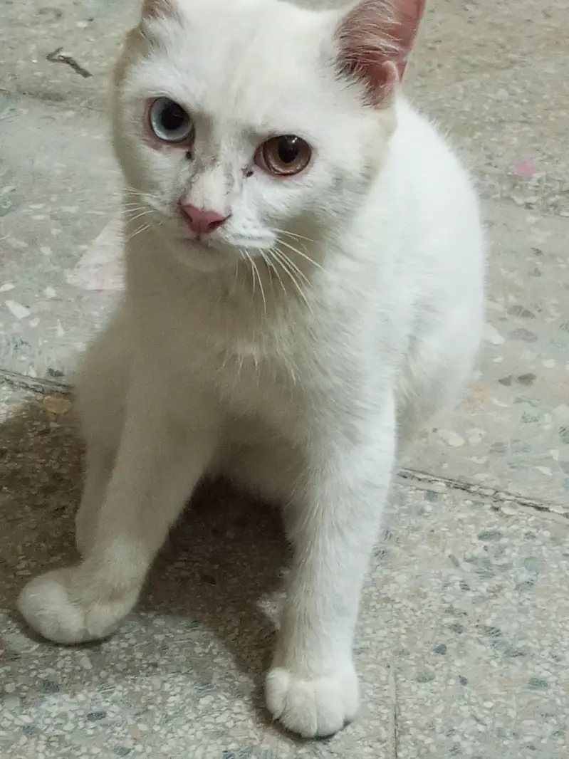 This is the male cat — photo 3