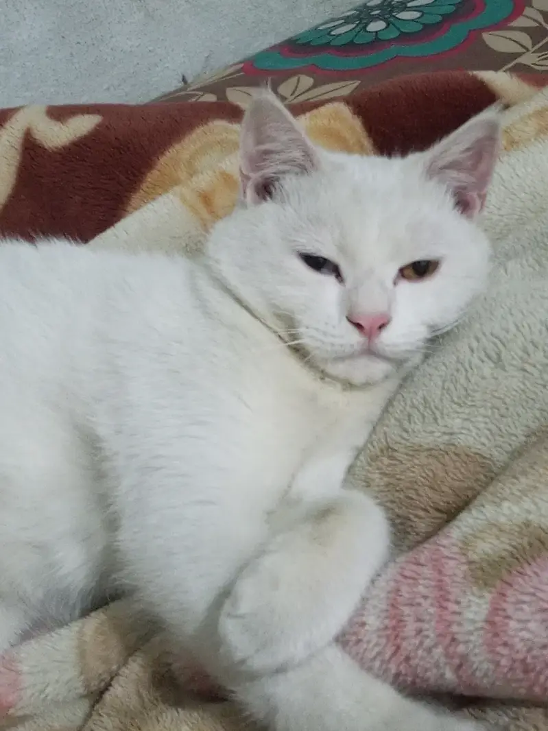 This is the male cat — photo 4