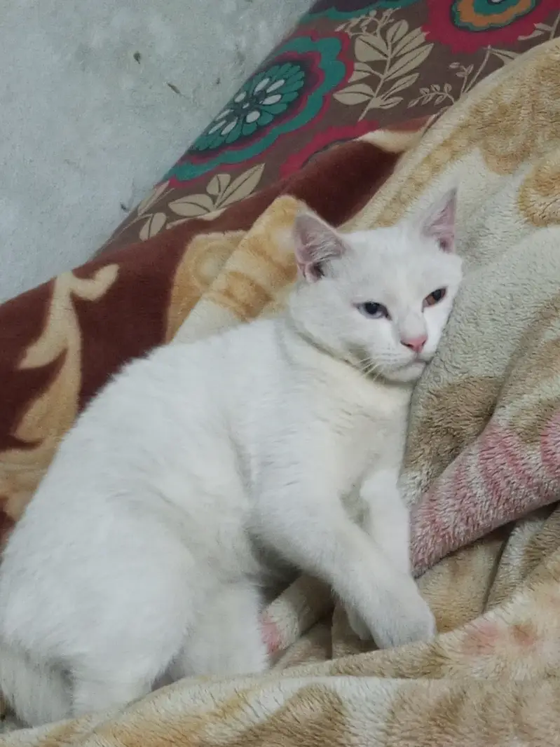 This is the male cat — photo 5