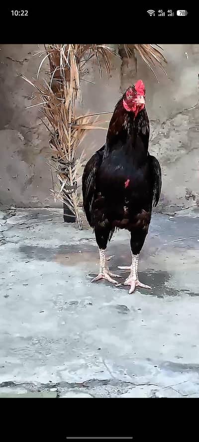 Adnan Aseel 03076748257