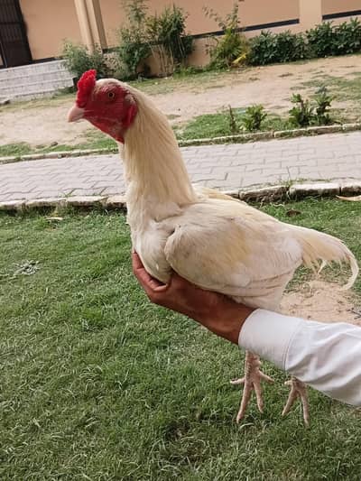 white aseel