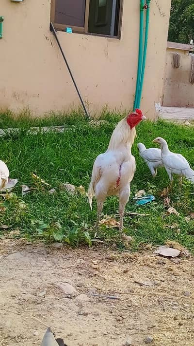 white aseel