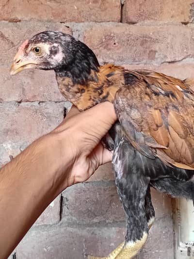 Healthy and Active Chicks for Sale (A+ Quality)