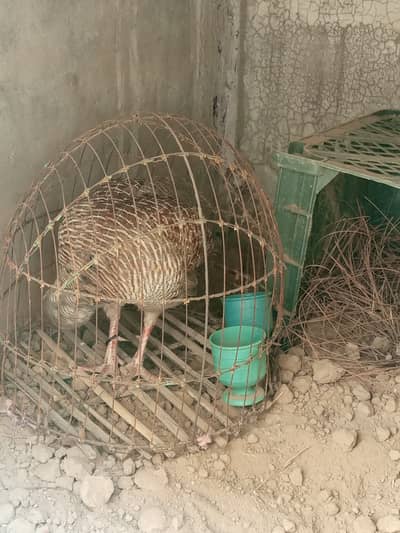 Healthy And Active breader pair ReadY for breed