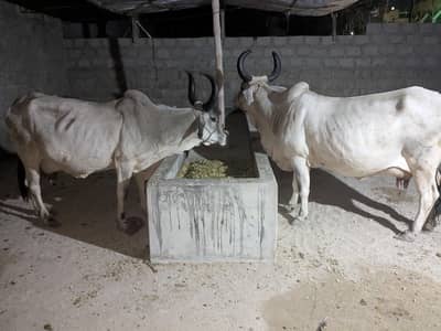 Dudh wali chan bail