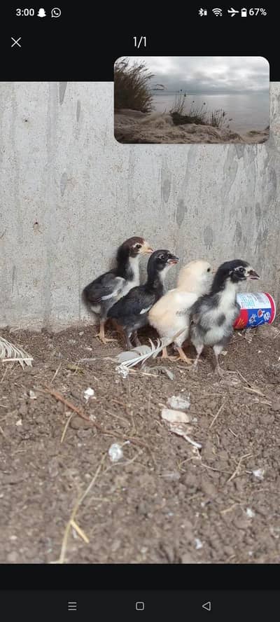 7 Quality Chicks Available