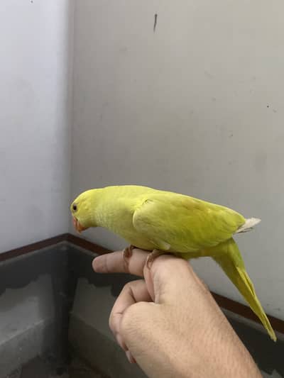 Viskay