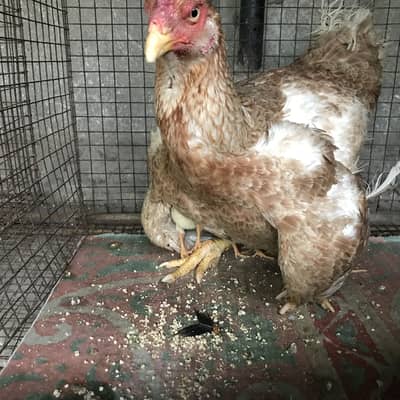 Shamo golden hen exchange with other color