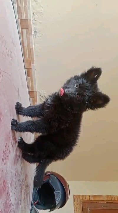 Quality German shepherd puppies contact  Whatsapp  03413177865
