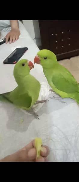 neat and big size parrot baby