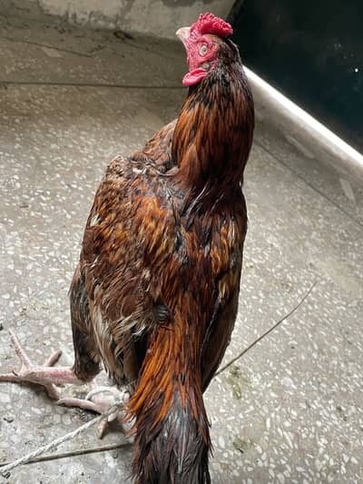 Aseel mianwali patha breed ka liya acailable for sale