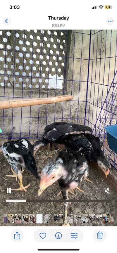 Burmi x Thai chicks