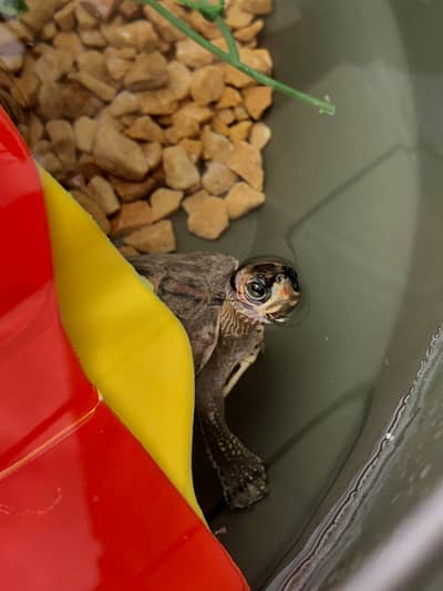 Turtles for sale
