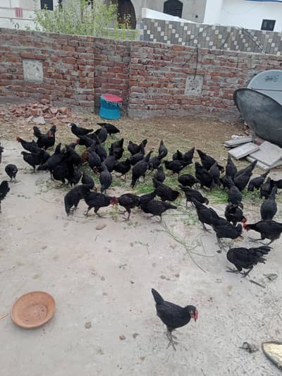 austrolorp chiks