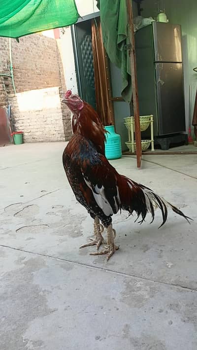 pure mianwali aseel murgay murgian for sale