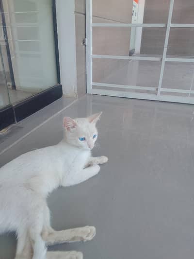 pure white Persian cat blue eyes female 6 months litter trained islama