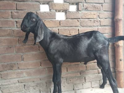 Breeder Bakra for sale