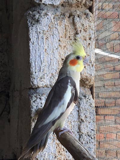 Male Cockatiel Tota Sale - Mangla Water Ros