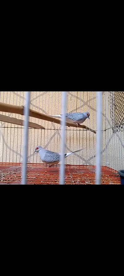 required dimond dove breder pair