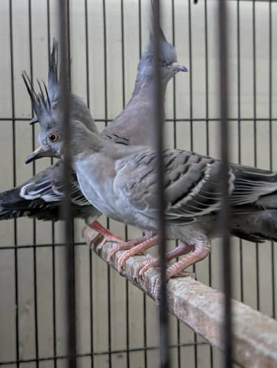 Crested Dove Chicks
