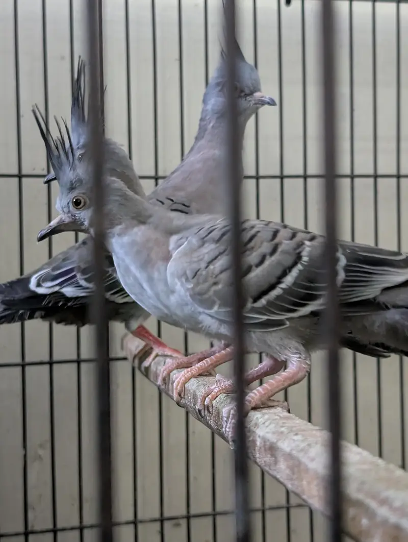 Crested Dove Chicks